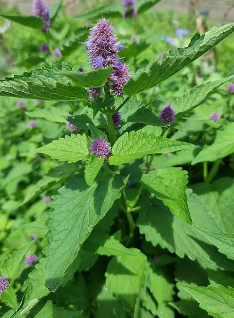 Hyssop- Mexican Giant
