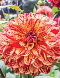 Dahlia- Bushfire (Tuber)