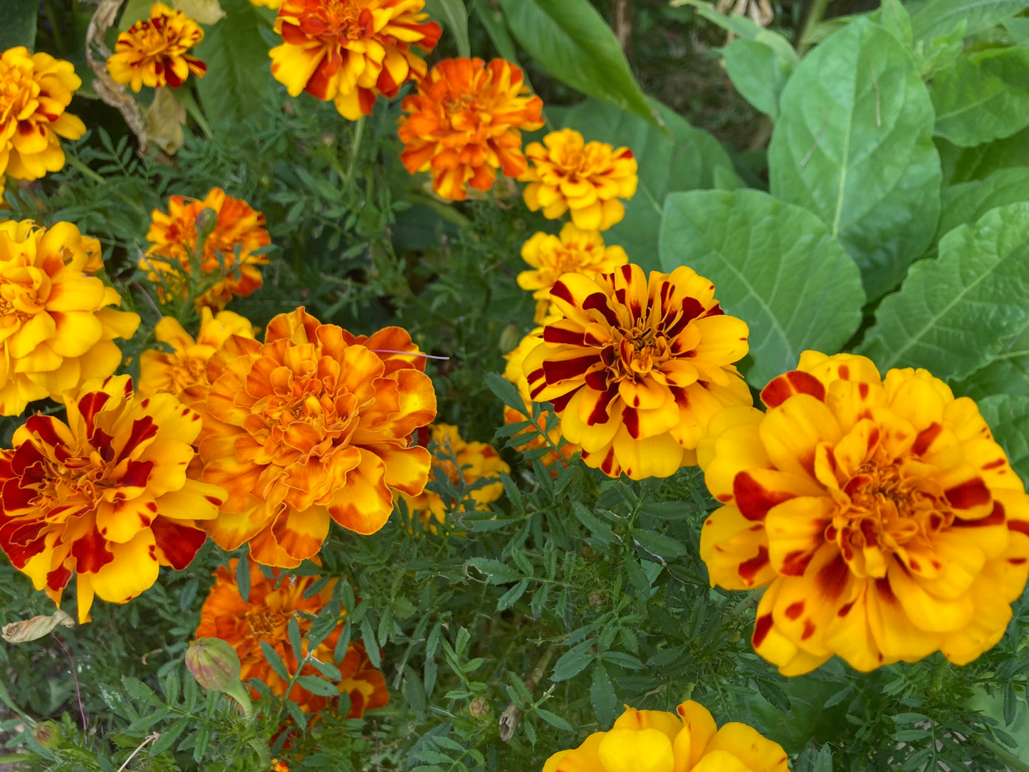 Magical Marigold Flower Seeds