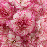 Heirloom Non-GMO Pink White Carnation Flower Seeds with Charming Color