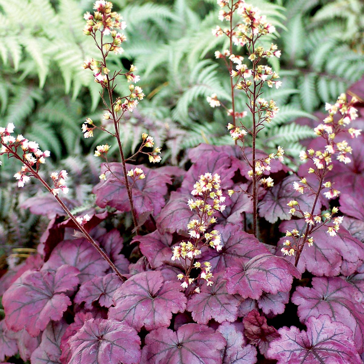 Plum Royale Heuchera