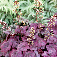 Plum Royale Heuchera