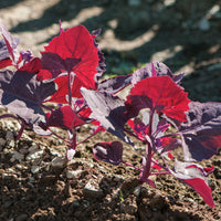 Ruby Red Orach – Organic Green Seed