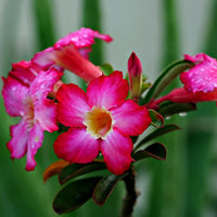 Pink Adenium Flower Seeds for Planting - 100 pcs