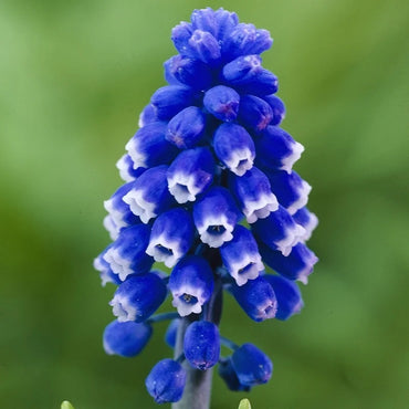 Dark Eyes Grape Hyacinth Seeds