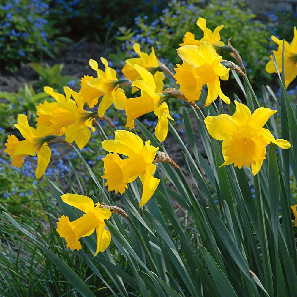 Golden Harvest Daffodil Seeds