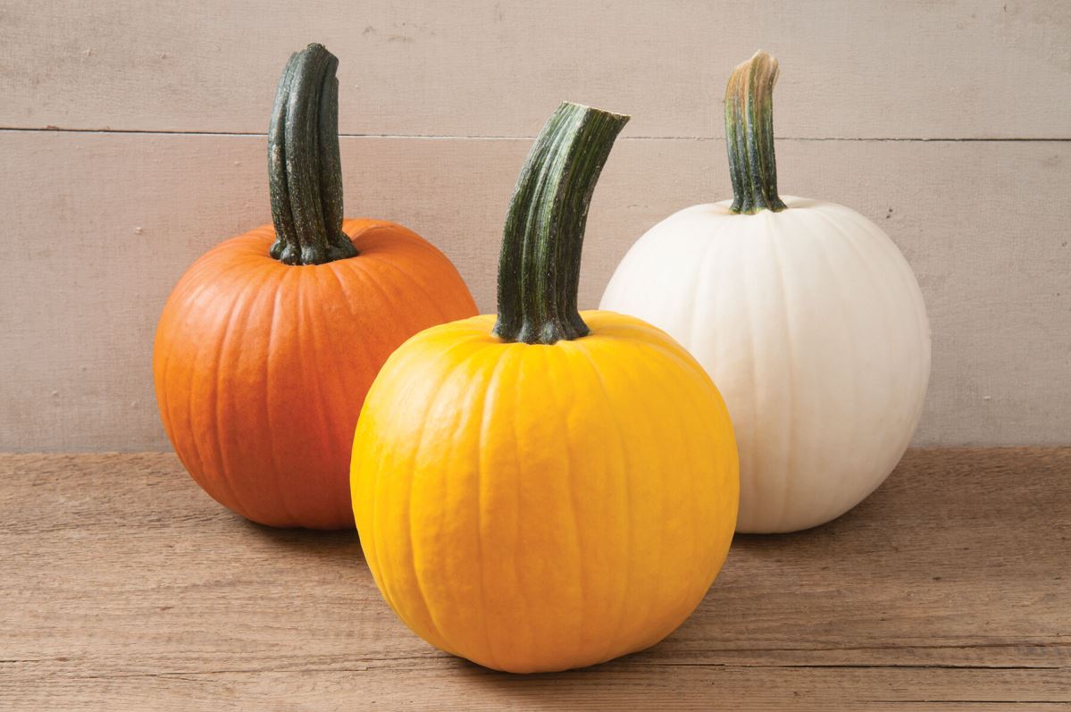 Sunlight PMR – Pumpkin Seed