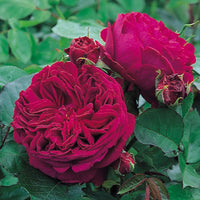 Rose- Falstaff