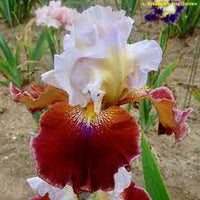 Lady Leigh Bearded Iris
