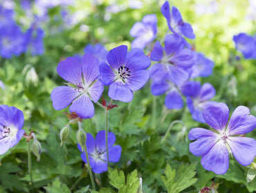 Heirloom Non-GMO Deep Blue Geranium Flower Seeds for Planting – Vibrant Hue for Garden Blooms
