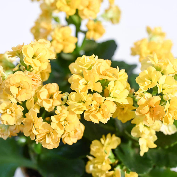 Organic Yellow Kalanchoe Flower Seeds for Planting – Heirloom, Non-GMO