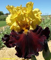 Kathy Chilton Bearded Iris