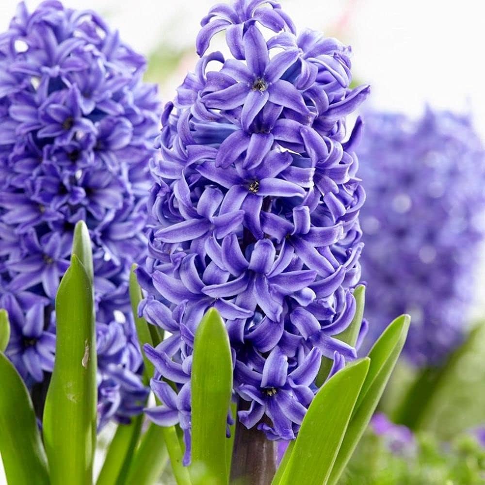 Hyacinth- Blue Pearl