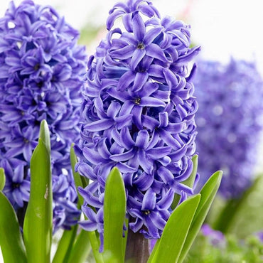 Hyacinth- Blue Pearl