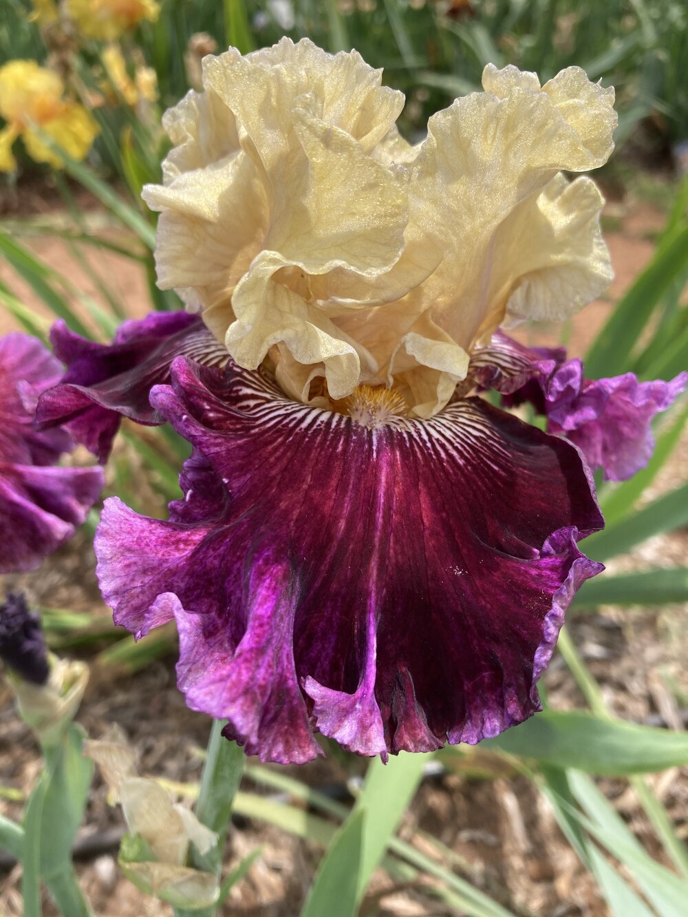 Royal Harlequin Bearded Iris