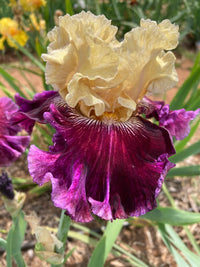 Royal Harlequin Bearded Iris
