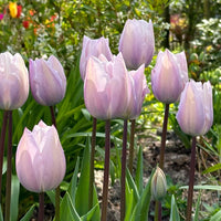Silver Cloud Tulip Seeds