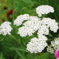 Heirloom White Yarrow Flower Seeds for Planting, Non-GMO