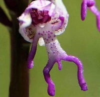 Purple Monkey Face Flower Seeds – Organic, Heirloom, Non-GMO Seeds for Planting