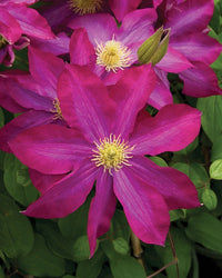 Heirloom Non-GMO Pink Clematis Flower Seeds for Garden Planting – Delicate Climbing Blooms