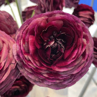 Ranunculus- Elegance Viola 06
