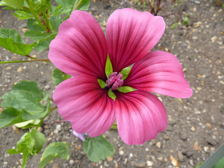 Malope Pink Flower Seeds for Planting – Organic, Heirloom, Non-GMO Blooming Seeds