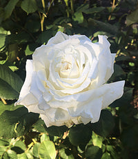 Rose- Pope John Paul II