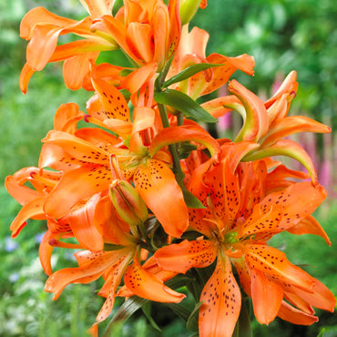 Double Asiatic Lily- Must See