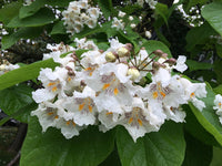 Heirloom Non-GMO White Catalpa Flower Seeds for Garden Planting – Fragrant Tree Blooms