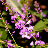 Hardenbergia- Purple