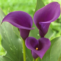 Rio Calla Lily