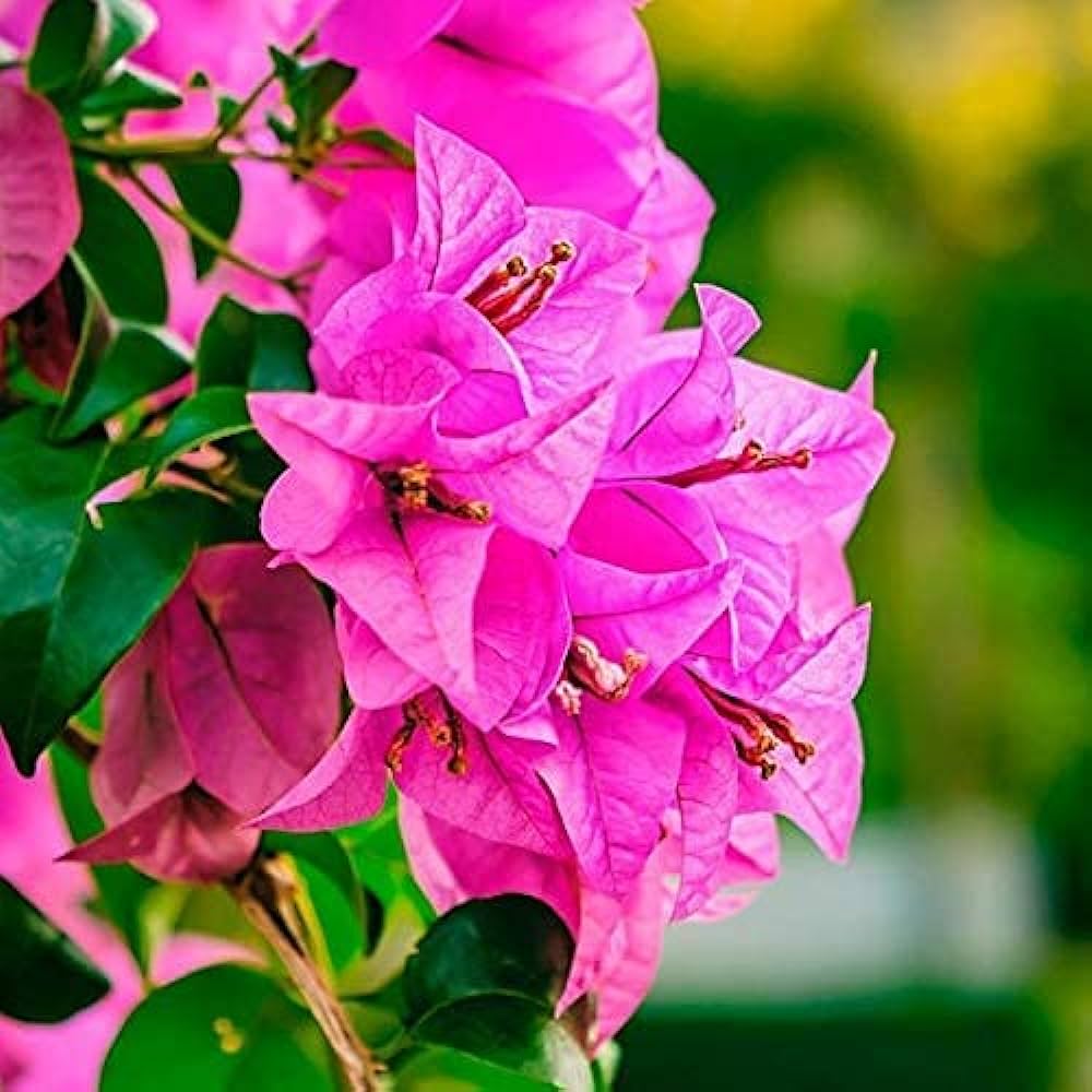 Pink Bougainvillea Flower Seeds for Planting – Tropical Vine Seeds, Heirloom & Non-GMO Garden Seeds