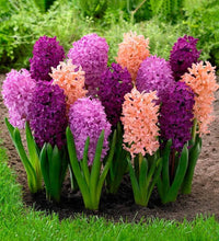 Colourful Hyacinth Collection Seeds