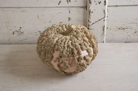 Galeux d’Eysines – Pumpkin Seed