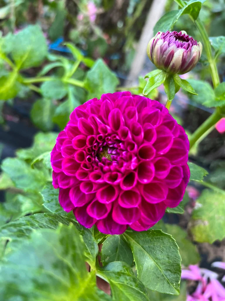 Dahlia- Burgundy Bonanza (Tuber)
