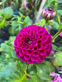 Dahlia- Burgundy Bonanza (Tuber)