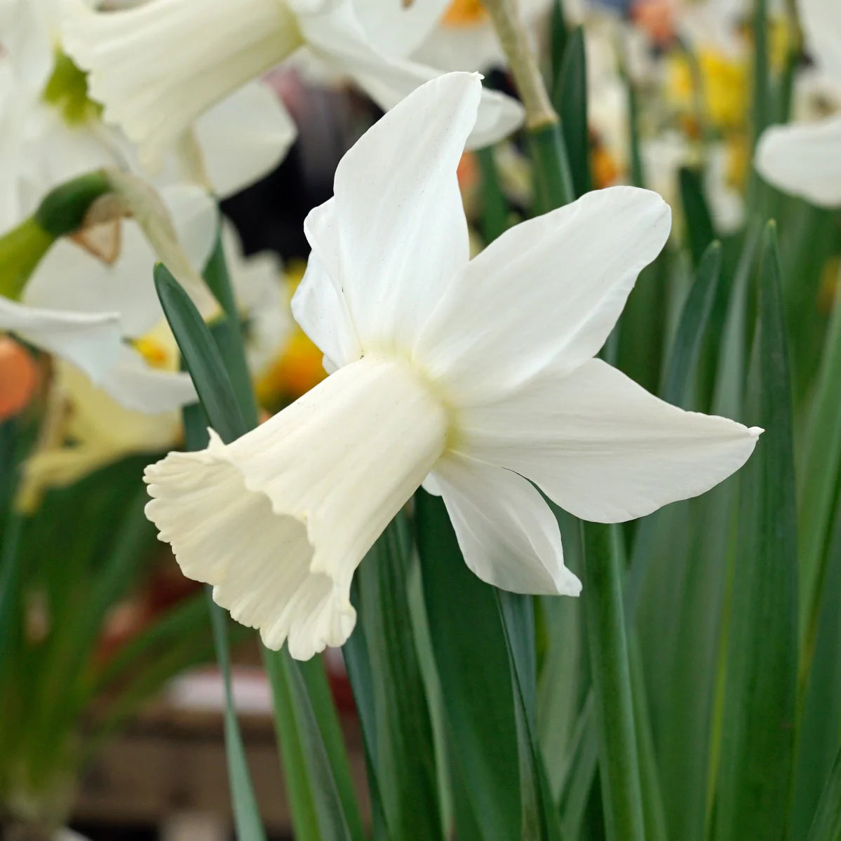 Lady Madonna Daffodil Seeds