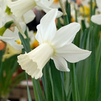 Lady Madonna Daffodil Seeds