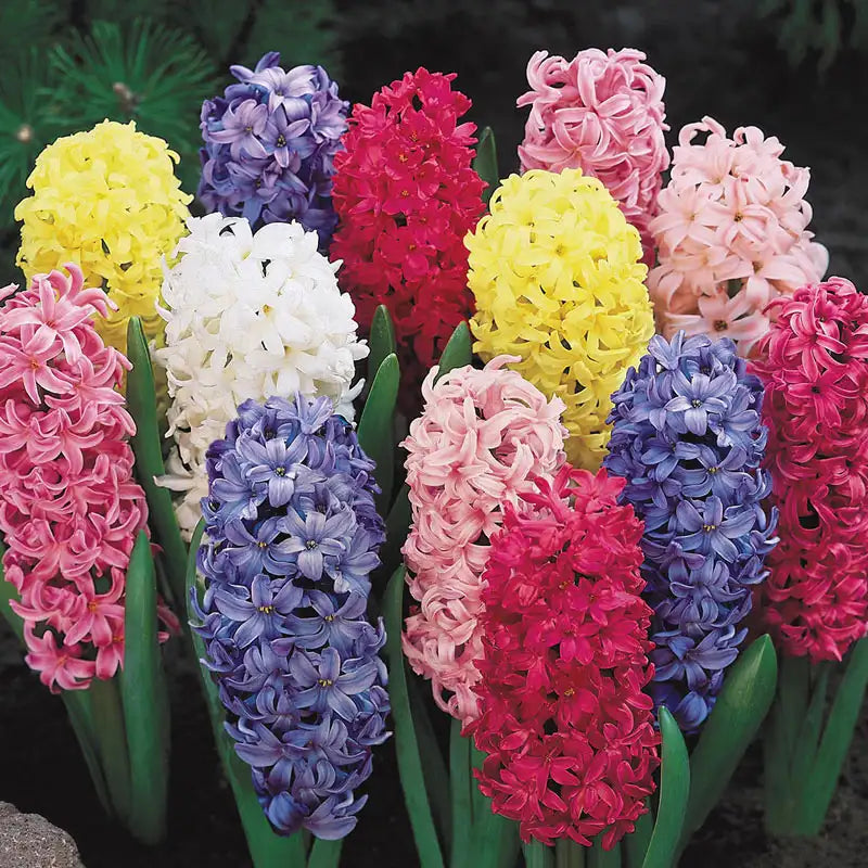 Monet Hyacinth Mixture Seeds