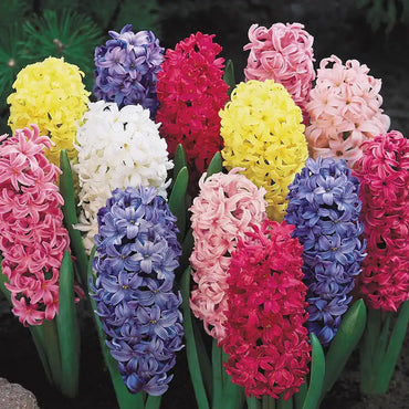 Monet Hyacinth Mixture Seeds