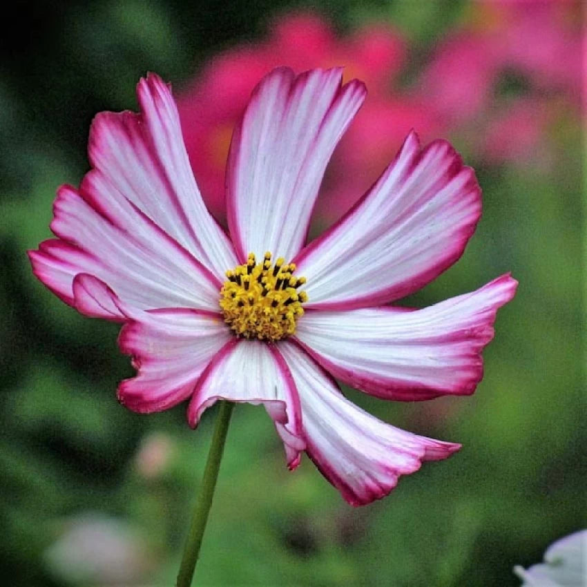 Cosmos- Cosimo Red-White