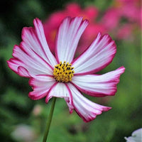 Cosmos- Cosimo Red-White