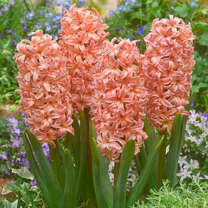 Gipsy Queen Hyacinth Seeds