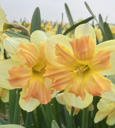 Peachy Dream Daffodil Seeds