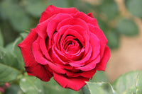 Red Thornless Rose Flower Seeds for Planting - Easy to Grow, Non-GMO, Heirloom Seeds