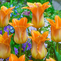 Je t'Aime Tulip Seeds
