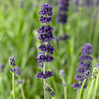 Lavender- Aromatico Blue (seedling)