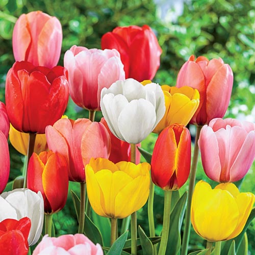 Darwin Hybrid Tulip Mixture Seeds