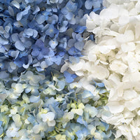 Heirloom Blue White Hydrangea Flower Seeds, Non-GMO Bicolor Blooms for Planting