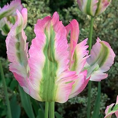 Green Wave Tulip Seeds
